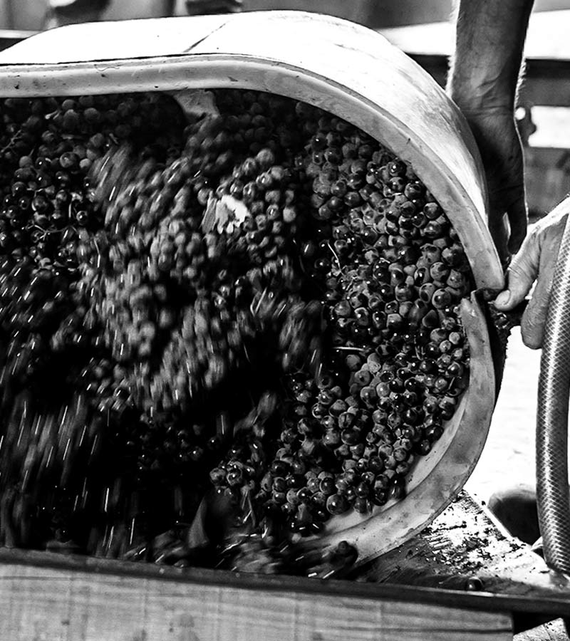 cave reception vendanges domaine lalaurie